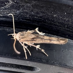 Stathmopoda