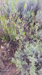 Oedera squarrosa