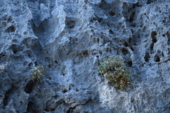 Perityle bisetosa scalaris