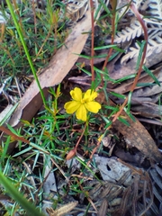 Hibbertia acicularis