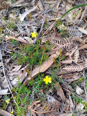 Hibbertia acicularis
