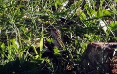 Agama aculeata aculeata