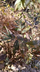 Lasiacis ruscifolia