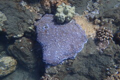 Montipora flabellata