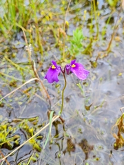 Utricularia beaugleholei