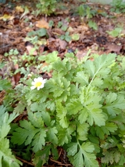 Tanacetum parthenium