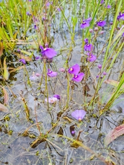 Utricularia beaugleholei