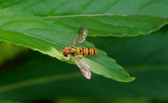 Episyrphus