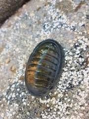 Chiton magnificus