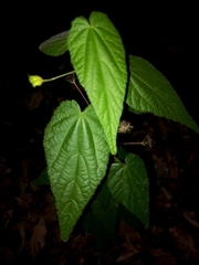 Abutilon oxycarpum