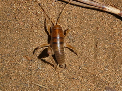 Ceuthophilus hesperus