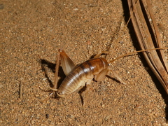 Ceuthophilus hesperus