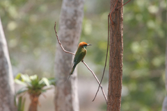 Merops orientalis ferrugeiceps
