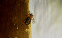 Brachinus
