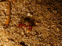 Pogonomyrmex subnitidus