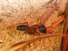 Camponotus dumetorum