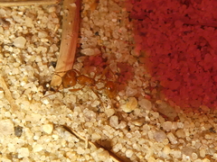 Pogonomyrmex subnitidus