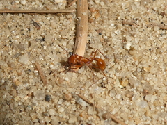 Pogonomyrmex subnitidus