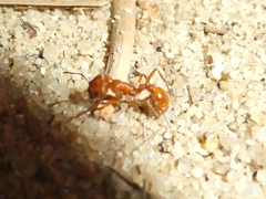 Pogonomyrmex subnitidus