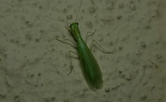 Eomantis