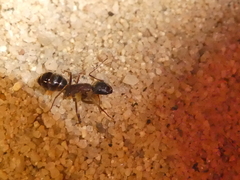 Camponotus dumetorum