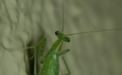 Eomantis