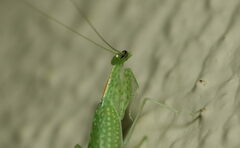 Eomantis