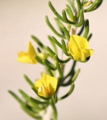 Aspalathus subtingens