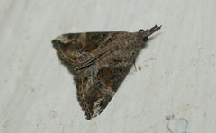 Hypena laceratalis