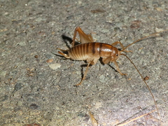 Ceuthophilus hesperus