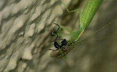 Eomantis