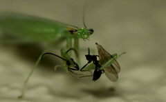 Eomantis