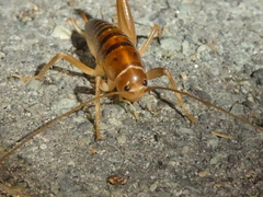 Ceuthophilus hesperus