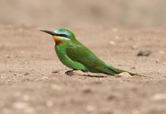 Merops persicus