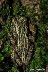 Pedostibes tuberculosus