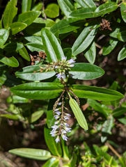 Veronica ligustrifolia