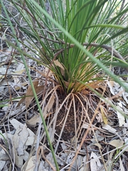 Xanthorrhoea preissii