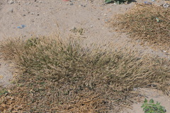 Eragrostis ciliaris