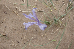 Iris tenuifolia