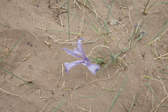 Iris tenuifolia