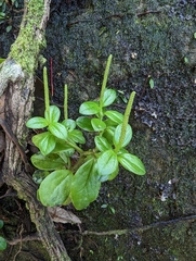 Peperomia urvilleana