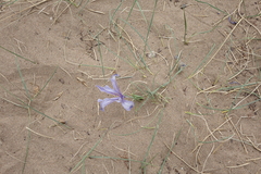 Iris tenuifolia