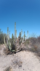 Stenocereus thurberi