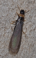 Kalotermes flavicollis