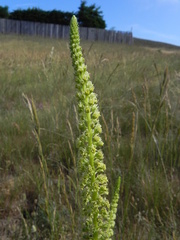 Reseda luteola