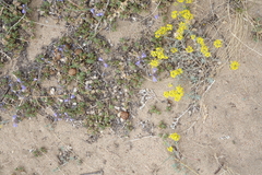 Odontarrhena obovata