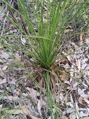 Xanthorrhoea preissii