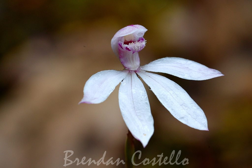 Caladenia cracens