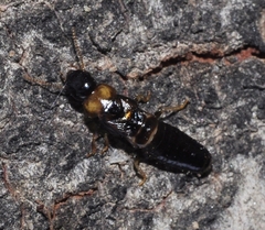 Kalotermes flavicollis