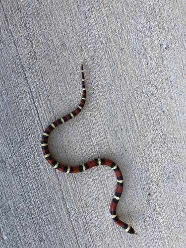 Lampropeltis elapsoides